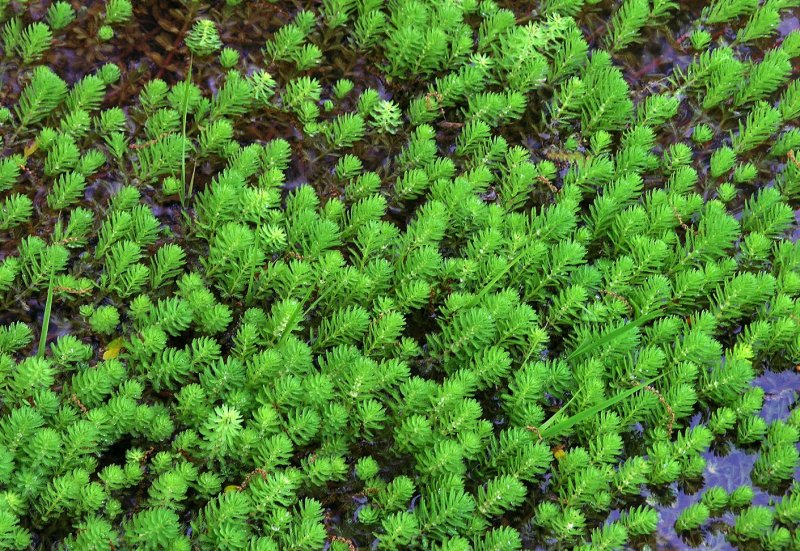 Myriophyllum aquaticum