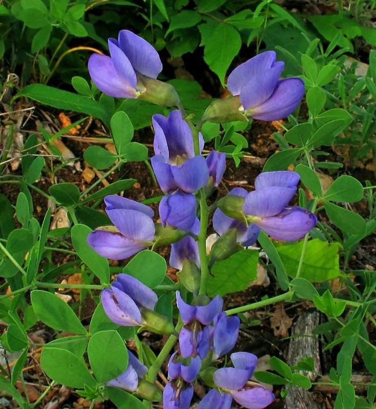 baptisia minor baptisia minor