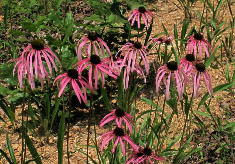 Echinacea simulata