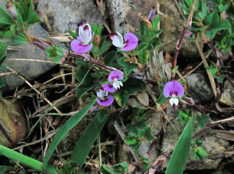 Kummerowia striata