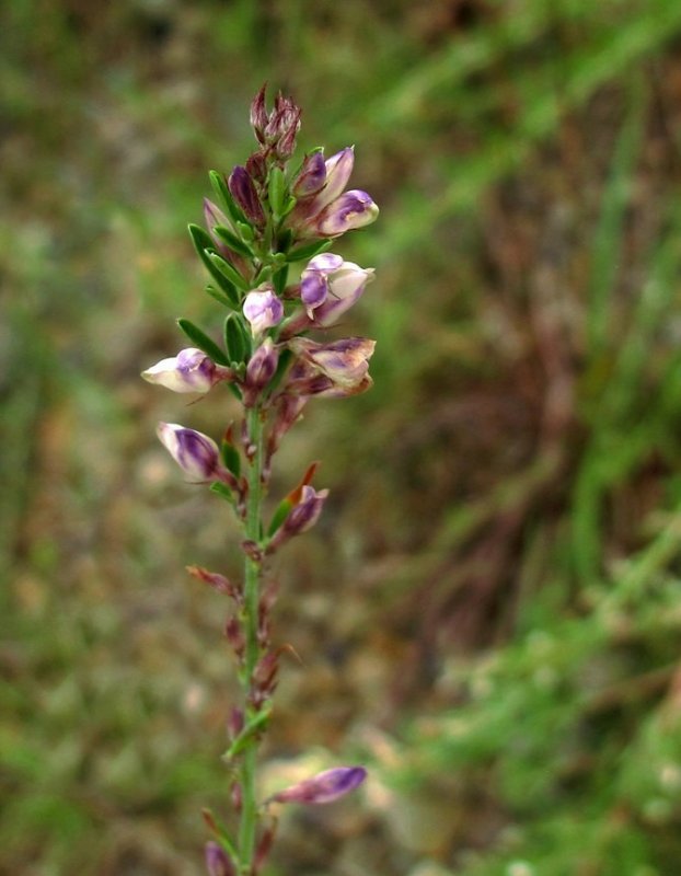 Lespedeza cuneata