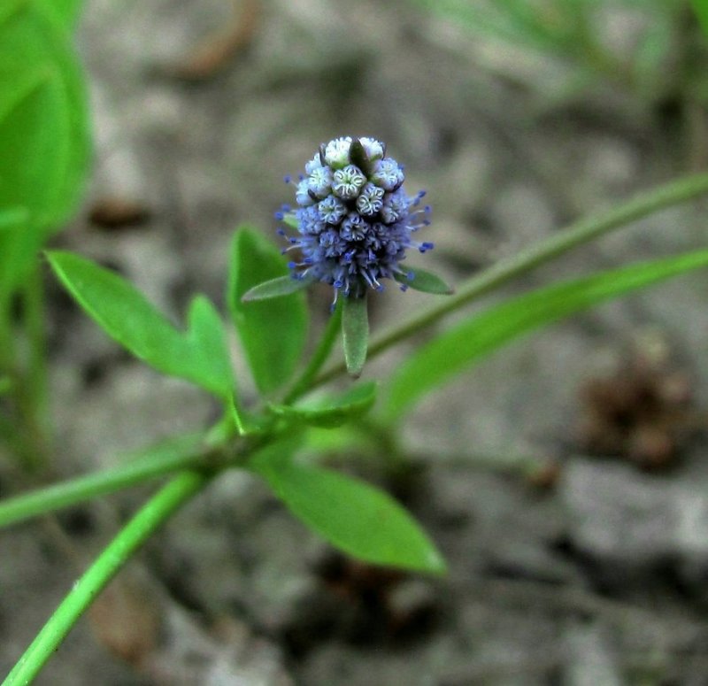 Eryngium prostratum