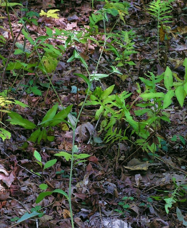 Elephantopus nudatus