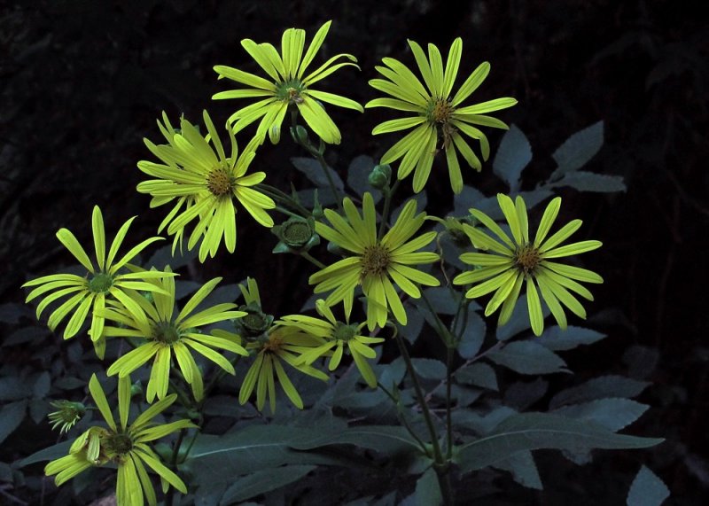 Helianthus tuberosus