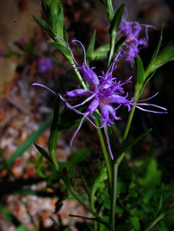 Liatris cylindracea