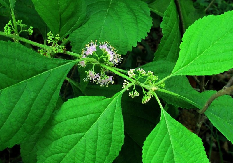 Callicarpa americana