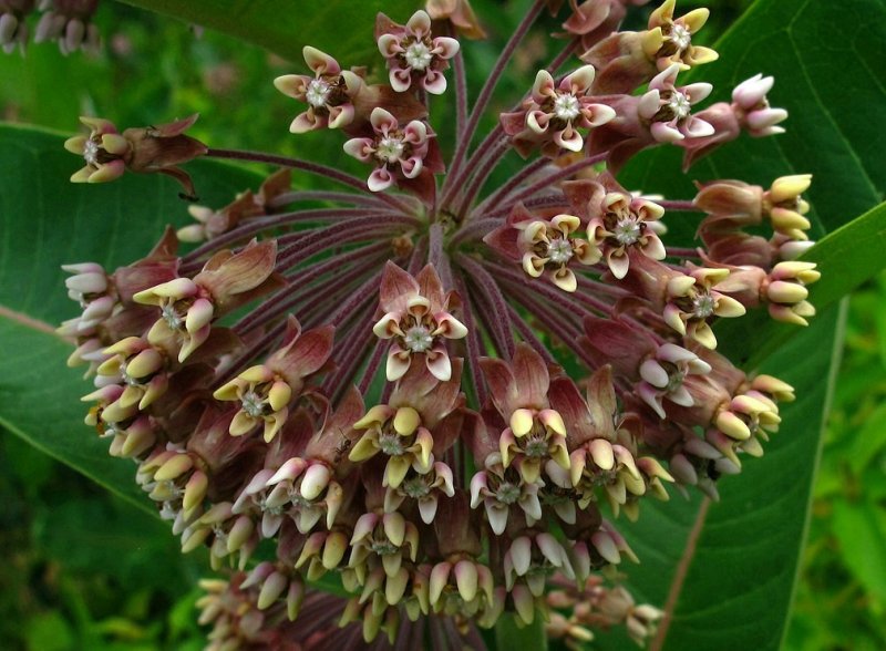 Asclepias syriaca