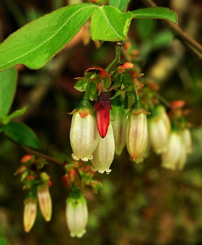 Vaccinium pallidum