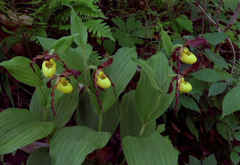 Cypripedium parviflorum var. parviflorum 