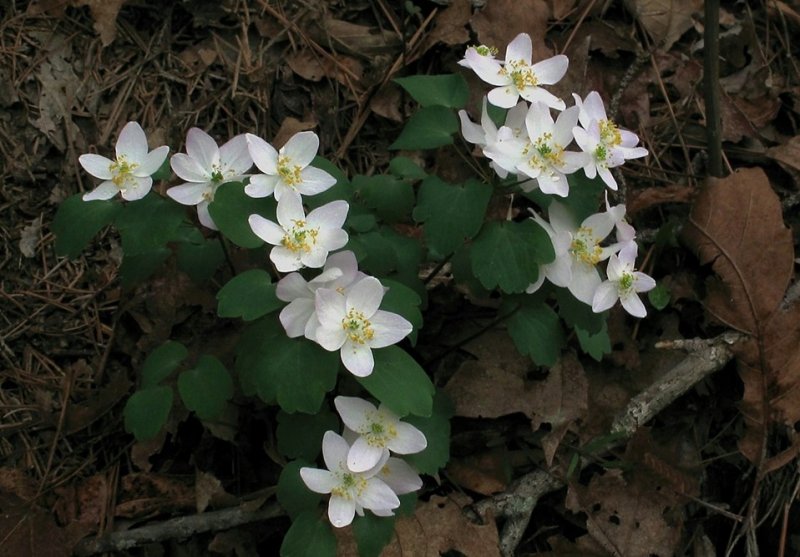 Thalictrum thalictroides