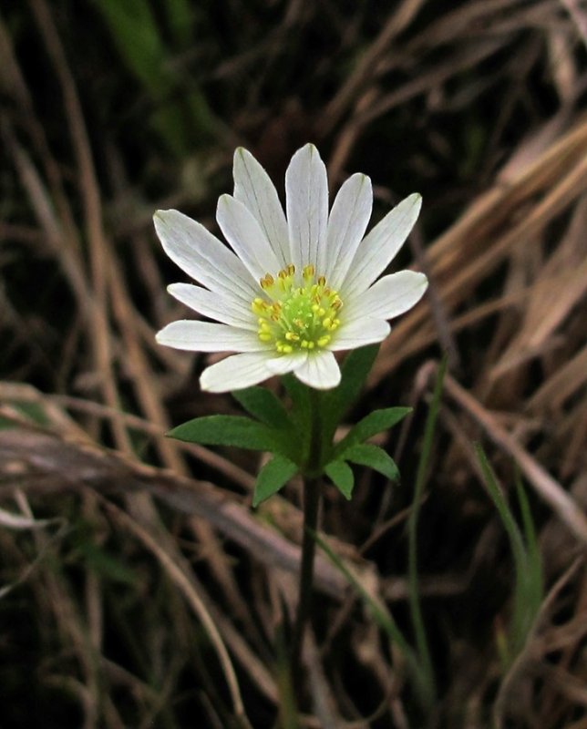 Anemone berlandieri