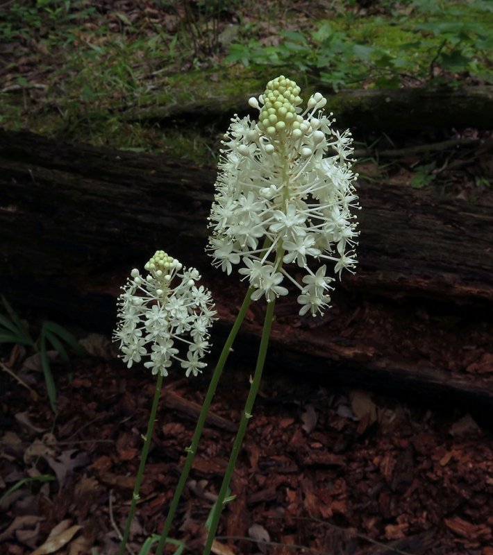 Amianthemum muscaetoxicum