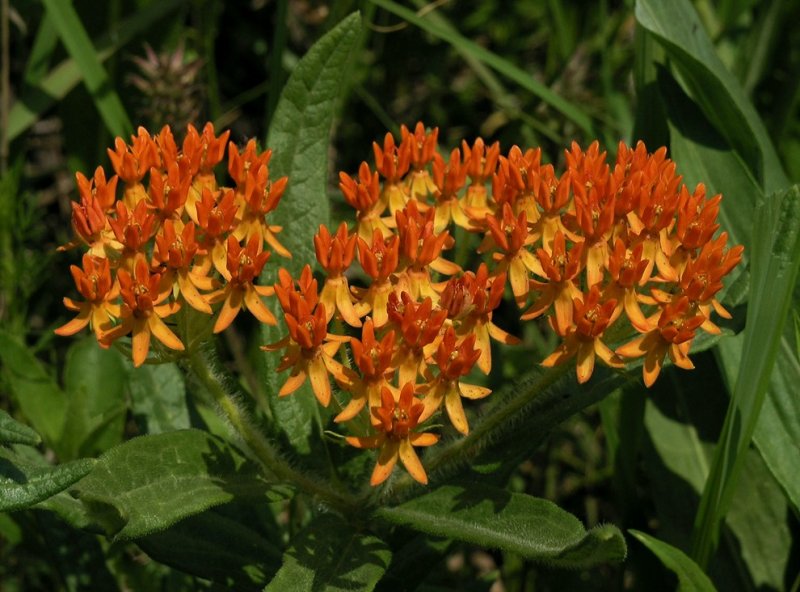 Asclepias tuberosa