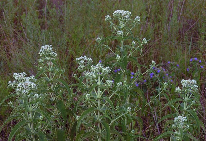 Eupatorium perfoliatum