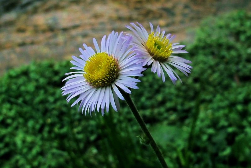 Erigeron pulchellus