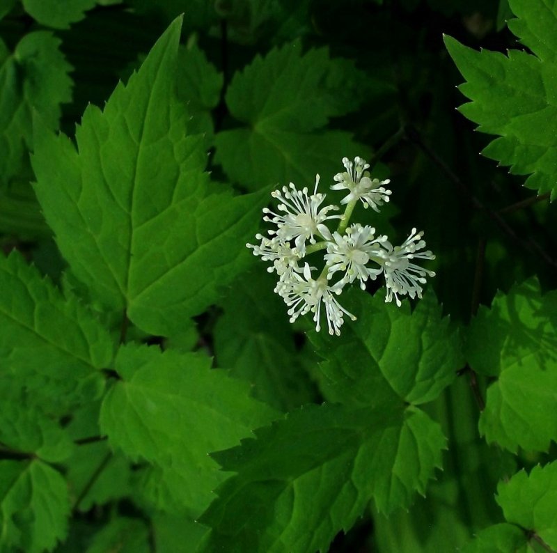 Actaea pachypoda