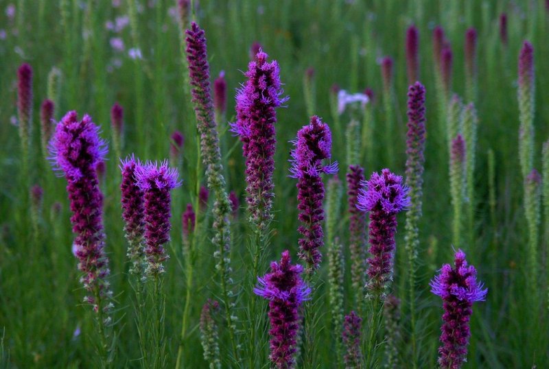 Liatris pycnostachya