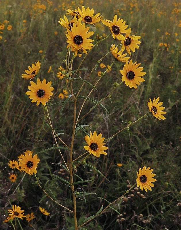 Helianthus angustifolius