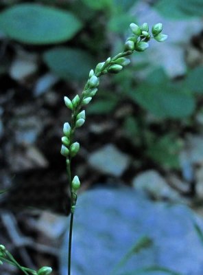  Persicaria punctata 