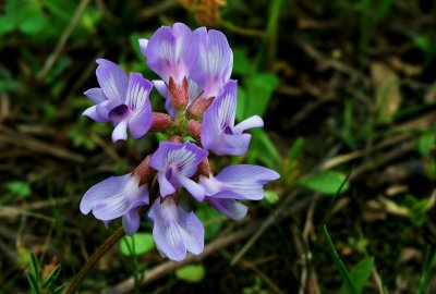 Astragalus distortus var. engelmannii