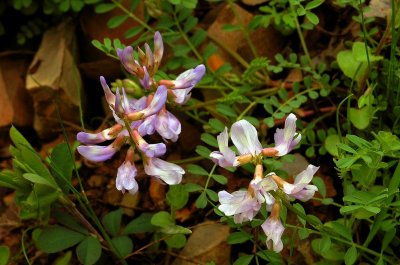 Astragalus distortus var. engelmannii