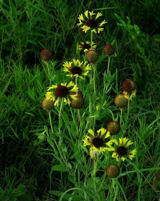 Gaillardia aestivalis