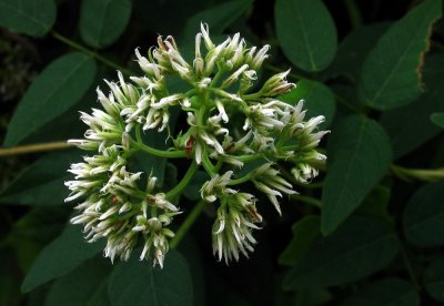 Mikania scandens