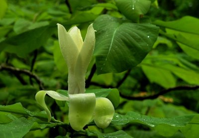 Magnolia tripetala