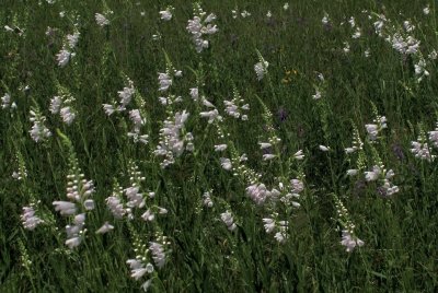 Physostegia angustifolia