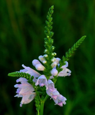 Physostegia angustifolia