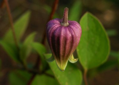 Clematis arenicola