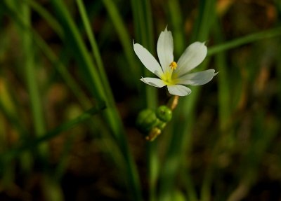 Sisyrinchium albidum