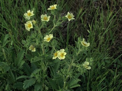 Potentilla recta