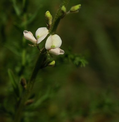 Desmodium sessilifolium 