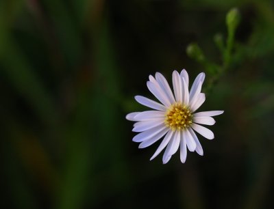 Symphyotrichum pilosum var. pilosum 