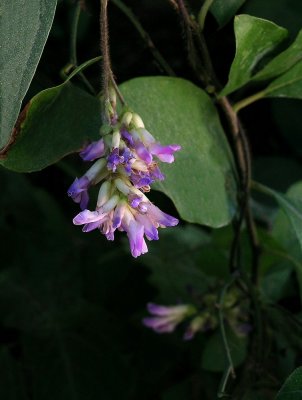 Amphicarpaea bracteata 