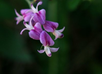 Lespedeza procumbens