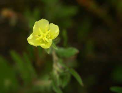 Oenothera laciniata 