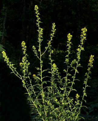 Solidago petiolaris