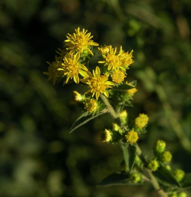 Solidago petiolaris