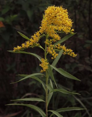 Solidago missouriensis