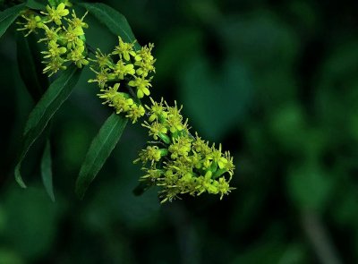 Solidago caesia