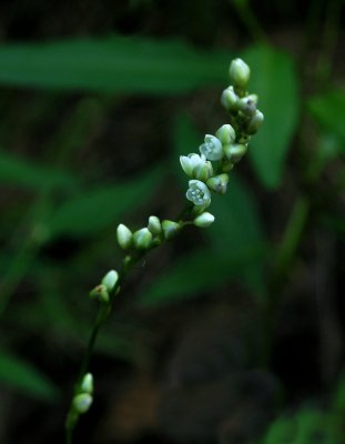 Polygonum virginianum