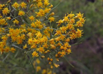 Euthamia gymnospermoides