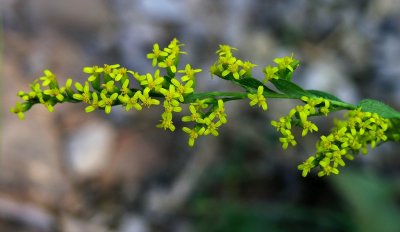 Solidago radula 