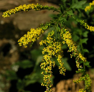 Solidago ulmifolia var. ulmifolia