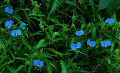 Commelina communis