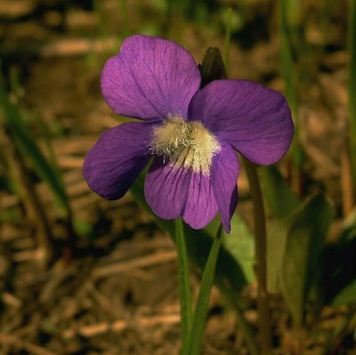 Viola sororia var. sororia