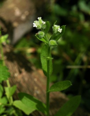  Myosotis macrosperma