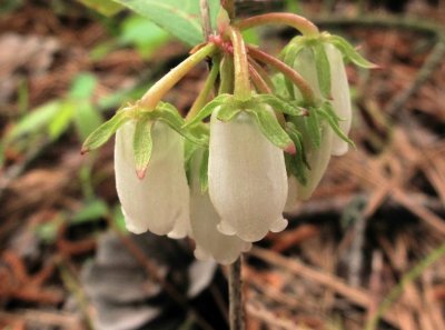 Lyonia mariana